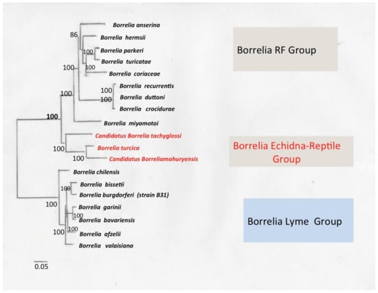 Tipos de Borrelia.jpg