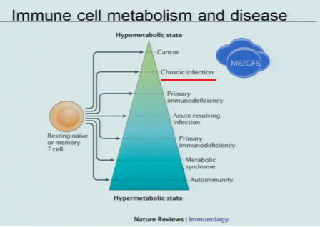 Maureen inmmune T cell metabolism.png