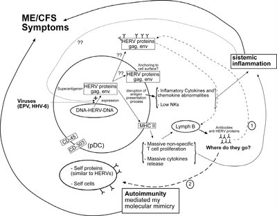 Esquema estudio KDM. HERV-SFC.jpg
