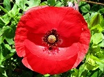 amapola2.jpg
